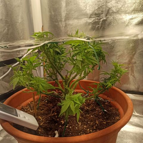 Sweet ZZ growlog timeline photo