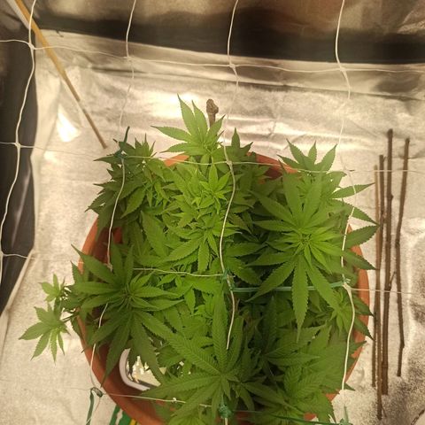 Sweet ZZ growlog timeline photo