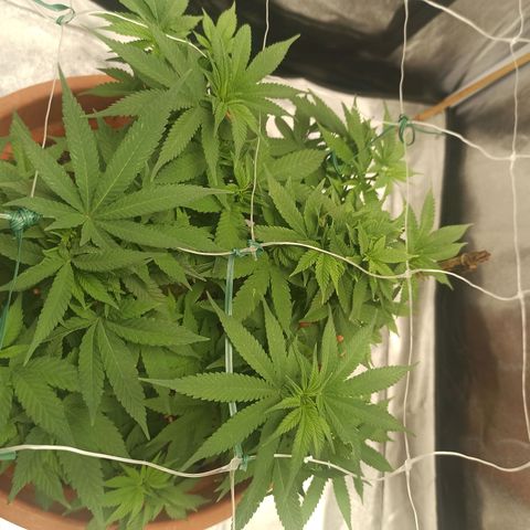 Sweet ZZ growlog timeline photo