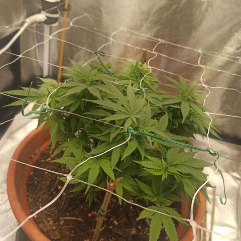 Sweet ZZ growlog timeline photo