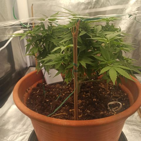 Sweet ZZ growlog timeline photo