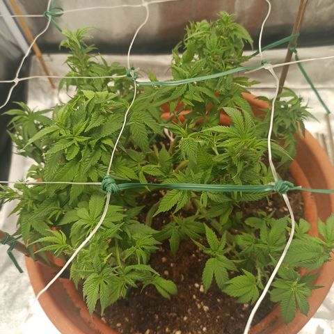 Sweet ZZ growlog timeline photo