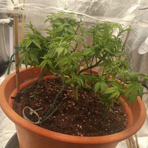 Sweet ZZ growlog timeline photo