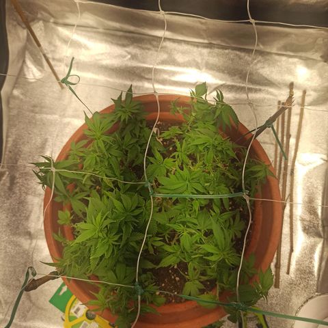 Sweet ZZ growlog timeline photo