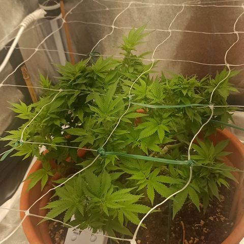 Sweet ZZ growlog timeline photo