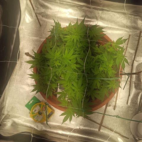 Sweet ZZ growlog timeline photo