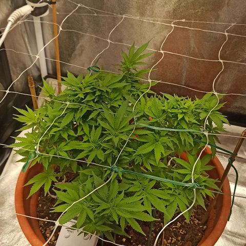 Sweet ZZ growlog timeline photo