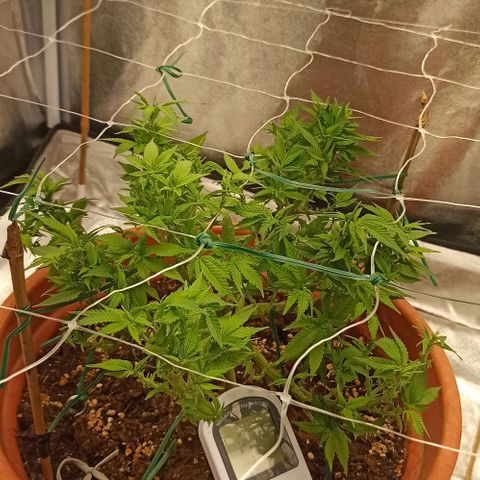 Sweet ZZ growlog timeline photo