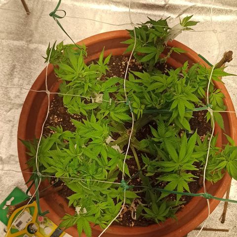 Sweet ZZ growlog timeline photo