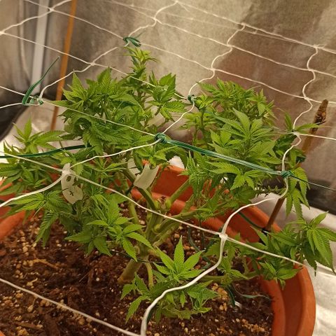 Sweet ZZ growlog timeline photo