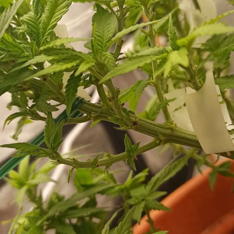 Sweet ZZ growlog photo: Rega com nutrientes 2L
Rega adicional de 1.5L apenas de água com pH controlado