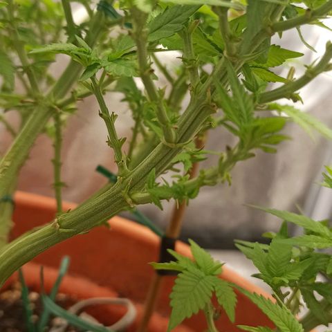 Sweet ZZ growlog photo: Rega com nutrientes 2L
Rega adicional de 1.5L apenas de água com pH controlado