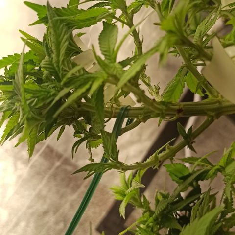 Sweet ZZ growlog photo: Rega com nutrientes 2L
Rega adicional de 1.5L apenas de água com pH controlado