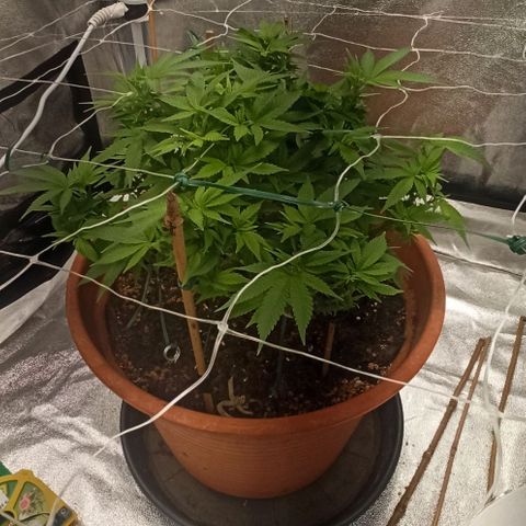 Sweet ZZ growlog timeline photo