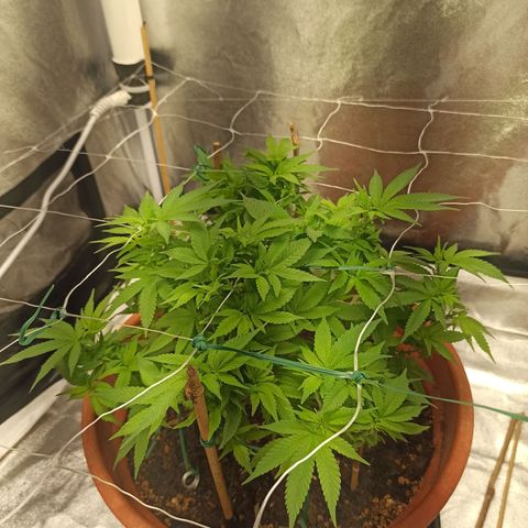 Sweet ZZ growlog timeline photo