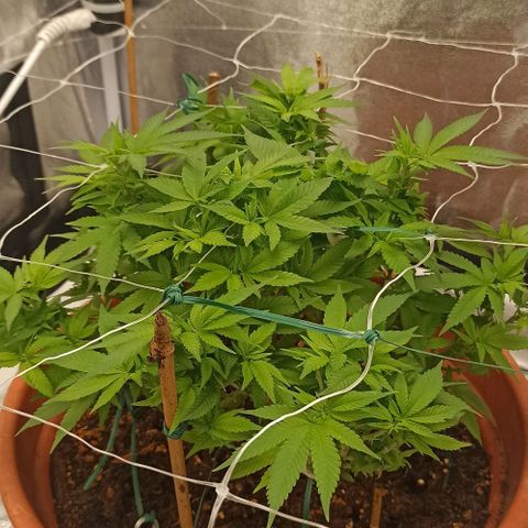 Sweet ZZ growlog timeline photo