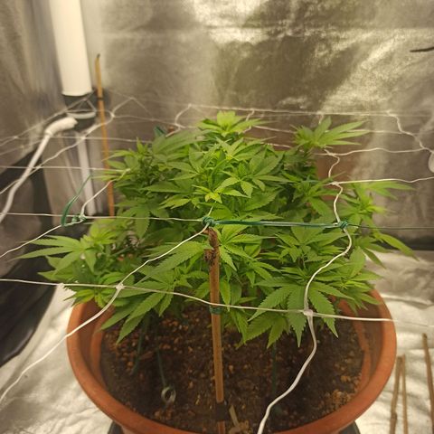 Sweet ZZ growlog timeline photo