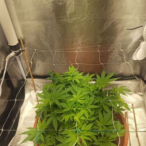 Sweet ZZ growlog timeline photo