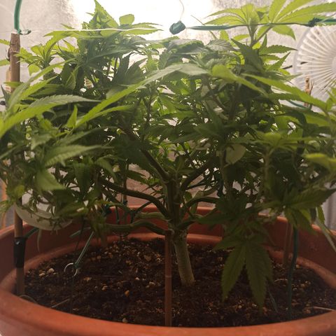 Sweet ZZ growlog timeline photo