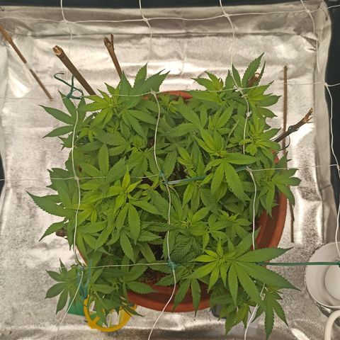 Sweet ZZ growlog timeline photo