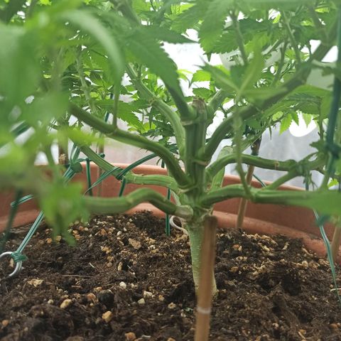 Sweet ZZ growlog timeline photo