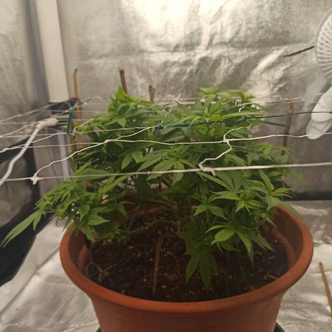 Sweet ZZ growlog timeline photo