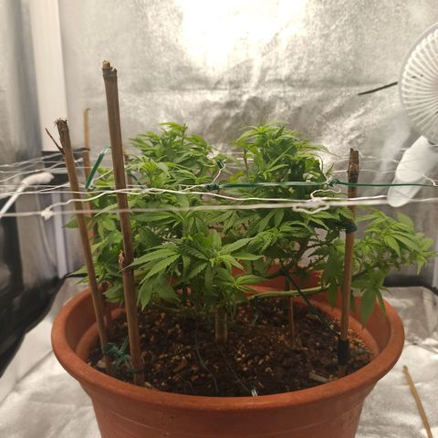 Sweet ZZ growlog timeline photo