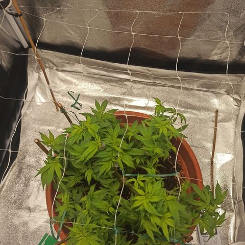 Sweet ZZ growlog timeline photo