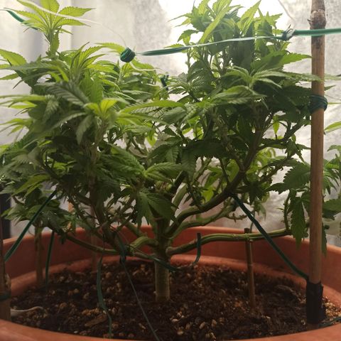 Sweet ZZ growlog timeline photo