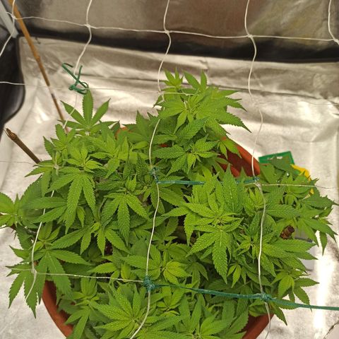 Sweet ZZ growlog timeline photo