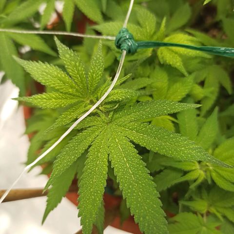 Sweet ZZ growlog timeline photo