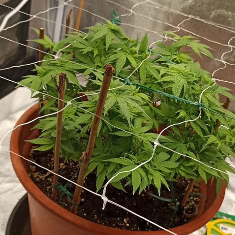 Sweet ZZ growlog timeline photo