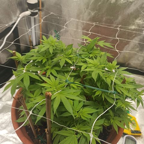 Sweet ZZ growlog timeline photo