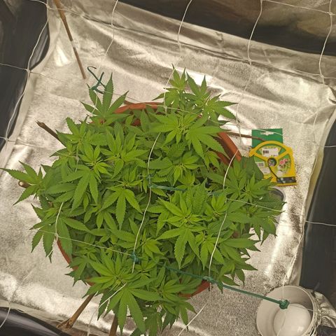 Sweet ZZ growlog timeline photo