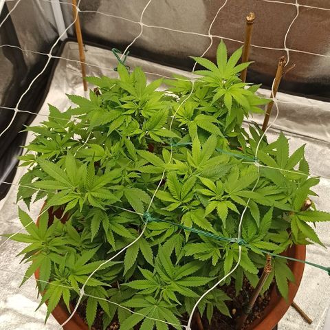 Sweet ZZ growlog timeline photo