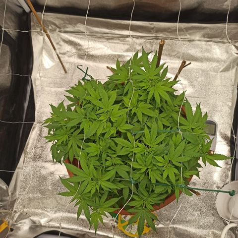 Sweet ZZ growlog timeline photo