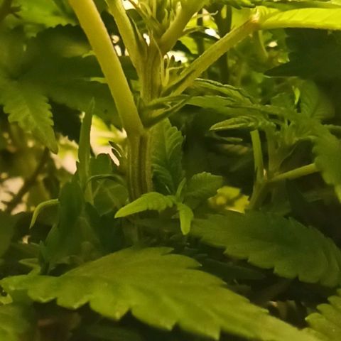 Sweet ZZ growlog photo: Primeiros terpenos a aparecer