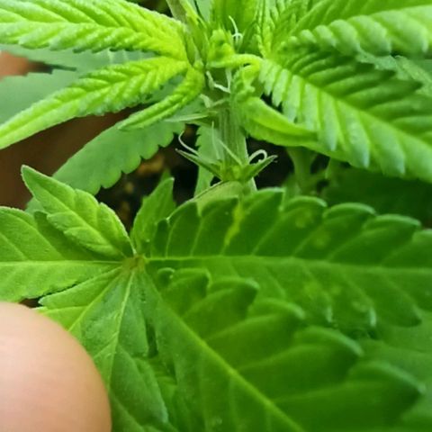 Sweet ZZ growlog photo: Primeiros terpenos a aparecer