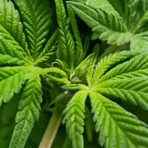 Sweet ZZ growlog photo: Primeiros terpenos a aparecer