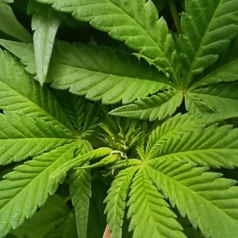 Sweet ZZ growlog timeline photo