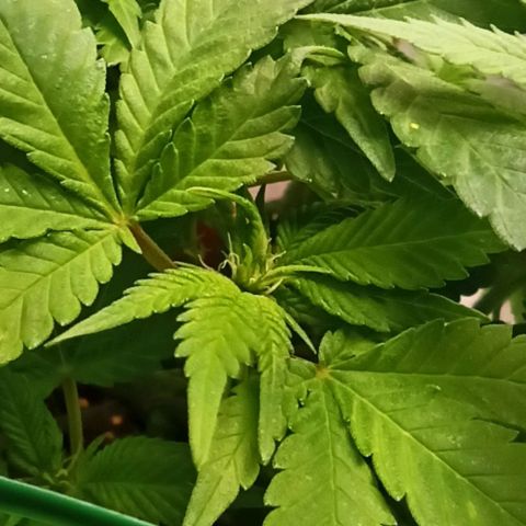 Sweet ZZ growlog timeline photo