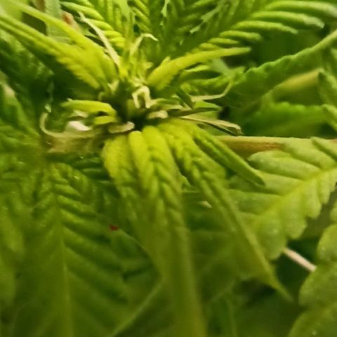 Sweet ZZ growlog timeline photo