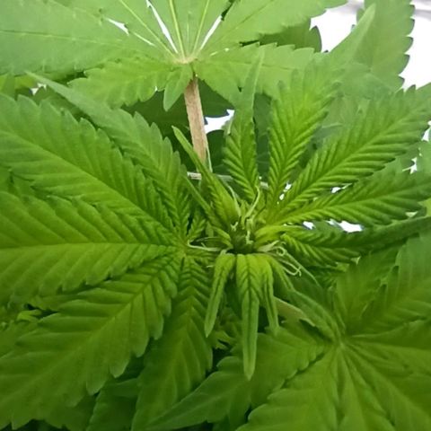 Sweet ZZ growlog timeline photo