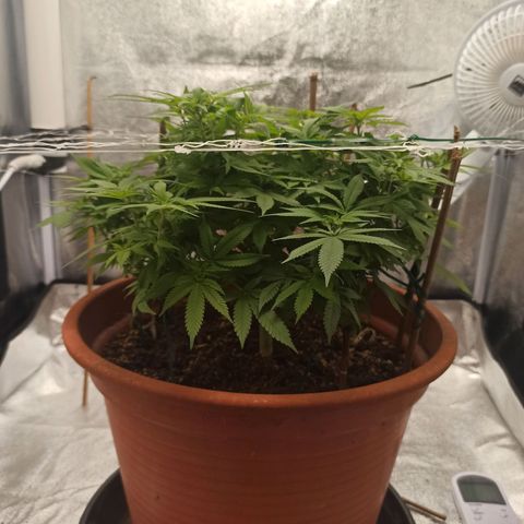 Sweet ZZ growlog timeline photo