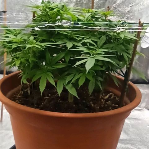 Sweet ZZ growlog timeline photo