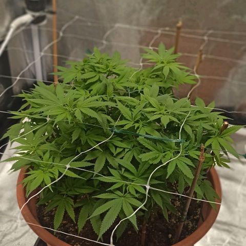 Sweet ZZ growlog timeline photo