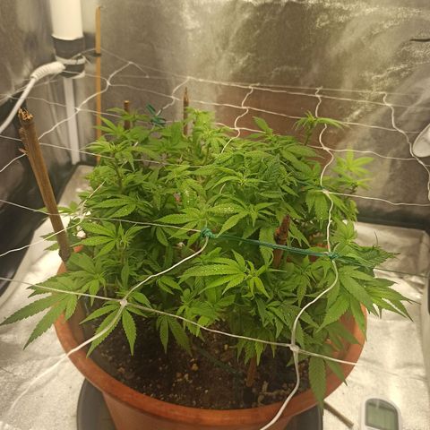 Sweet ZZ growlog photo: Poda ligeira de algumas folhas de modo a melhorar a circulação do ar pelos ramos