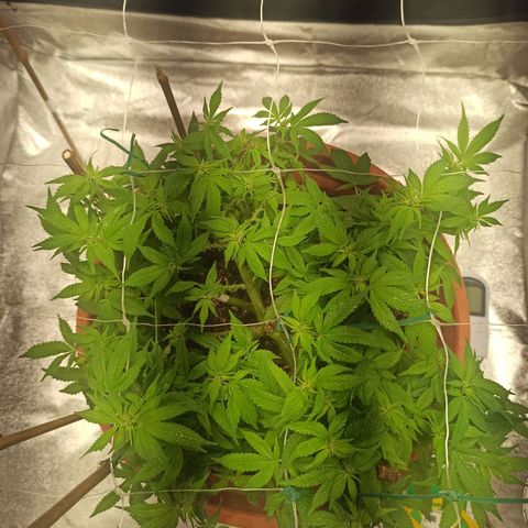 Sweet ZZ growlog photo: Poda ligeira de algumas folhas de modo a melhorar a circulação do ar pelos ramos