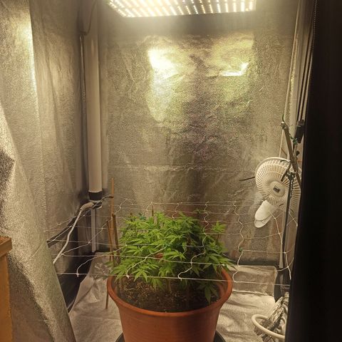 Sweet ZZ growlog photo: Poda ligeira de algumas folhas de modo a melhorar a circulação do ar pelos ramos