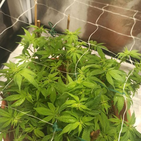 Sweet ZZ growlog photo: Poda ligeira de algumas folhas de modo a melhorar a circulação do ar pelos ramos